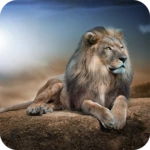 lions hd wallpaper android application logo